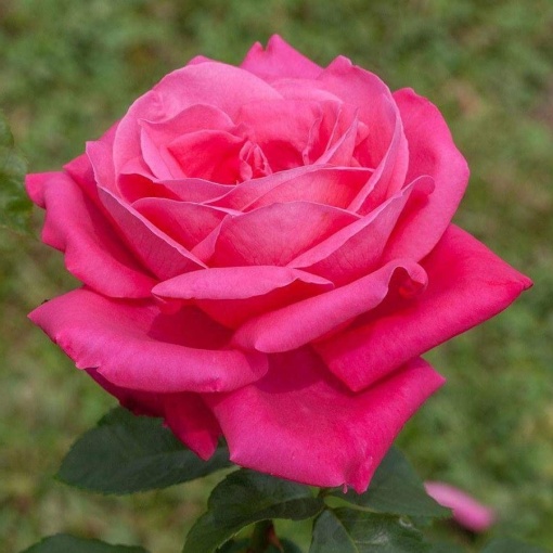 Trandafiri teahibrizi - Pink - Ghiveci 2L - Aqua Flowers