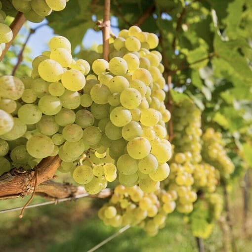 Vita de Vie - Moldova Alb - Wine of Moldova - Anul 2 - Ghiveci 2L - Aqua Flowers