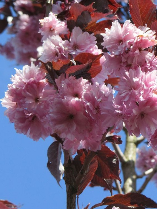 Arbore/arbust - Cireș Japonez (prunus serulata) -ghiveci 10l - Aqua Flowers