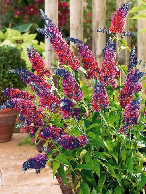 Arbore/arbust - Liliac de vara (Buddleja Davidii) - Aqua Flowers