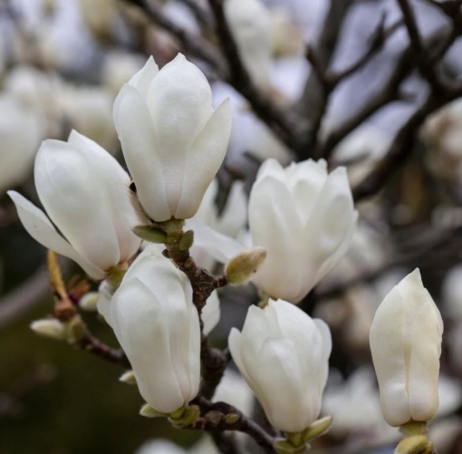 Arbust ornamental - Magnolia Denudata Yulan - ghiveci - Aqua Flowers