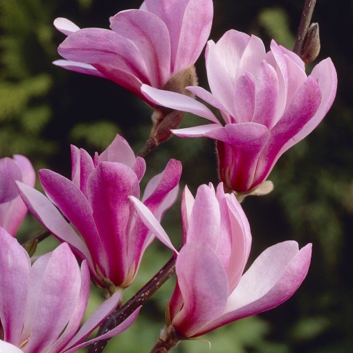 Arbust ornamental - Magnolia - Susan - ghiveci 2L