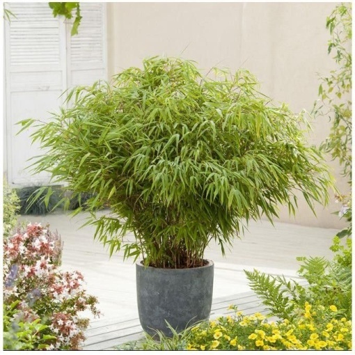 Bambus de grădină (Fargesia rufa) – Ghiveci P15