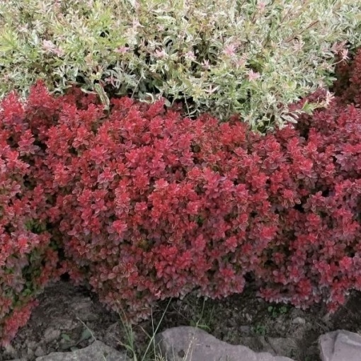 Berberis Auricoma – Ghiveci P9 – Ghiveci