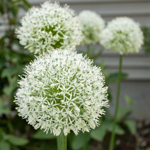 Bulbi Alium Mount Everest – Pachet 3 Bulbi