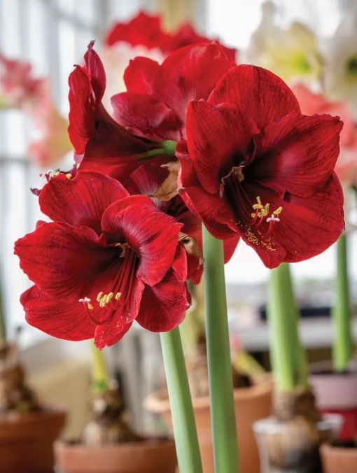 Bulbi Amaryllis - Diva
