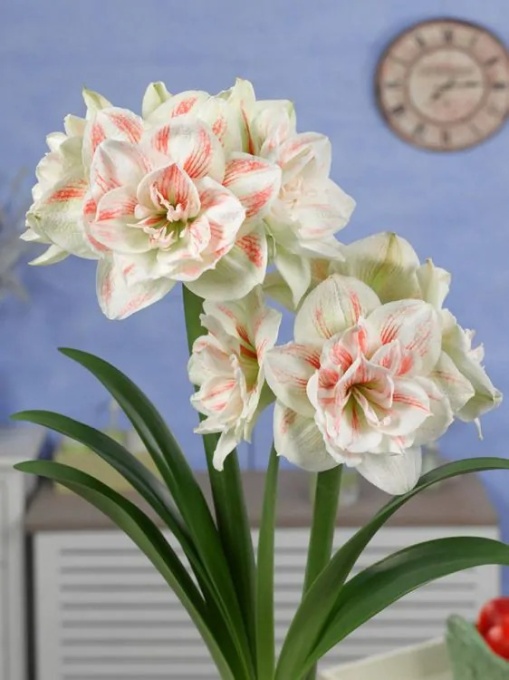 Bulbi Amaryllis - Nymph - Aqua Flowers