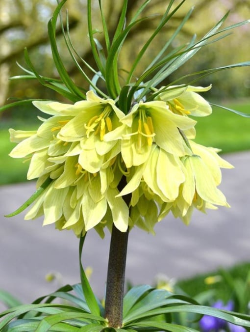 Bulbi Fritillaria - Raddeana - Aqua Flowers