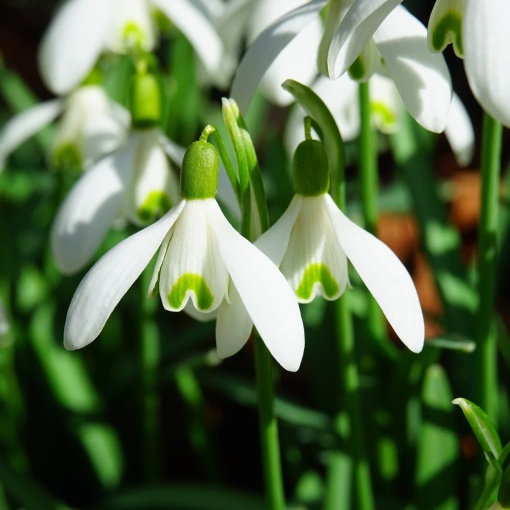 Bulbi Ghiocei - Galanthus Mount Everest – Pachet 5 Bulb - Aqua Flowers