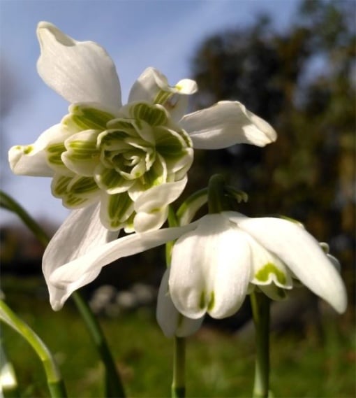 Bulbi Ghiocei - Galanthus Nivalis Flore Pleno – Pachet 5 Bulb - Aqua Flowers