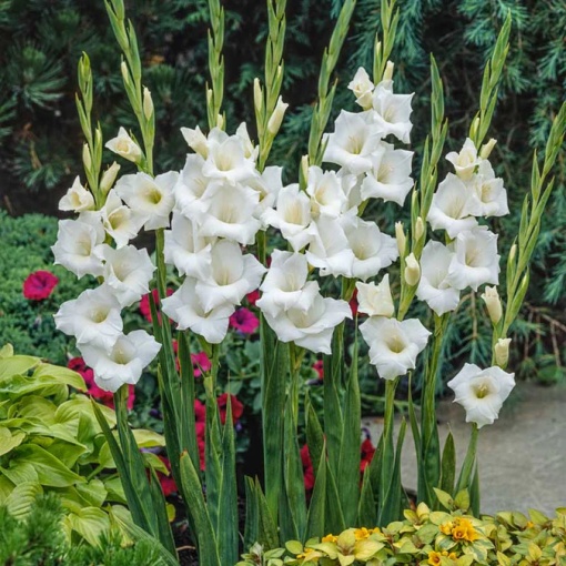 Bulbi Gladiole - White Prosperity – Pachet 3 Bulb