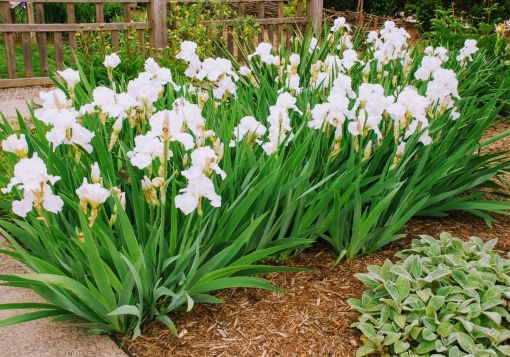 Bulbi Iris Germanica - Ski White – Pachet 1 Bulb - Aqua Flowers