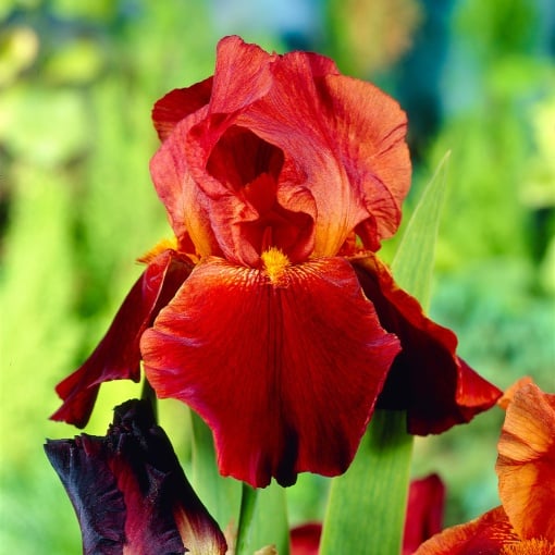 Bulbi Iris Germanica - Sultan’s Palace – Pachet 1 Bulb - Aqua Flowers