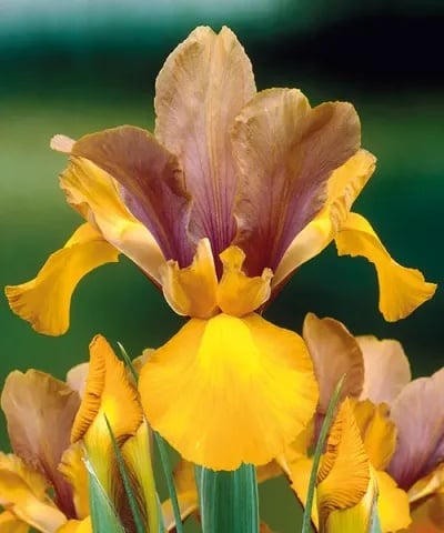 Bulbi Iris Hollandica - Bronze Queen Pachet 5 Bulbi - Aqua Flowers