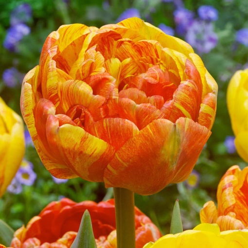 Bulbi Lalele Double Beauty of Apeldoorn – Pachet 5 Bulbi - Img 1