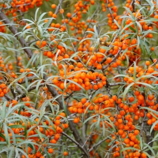 Cătină Hippophae Rhamnoides - Rădăcină Ambalată pentru Culturi Rezistente - Aqua Flowers