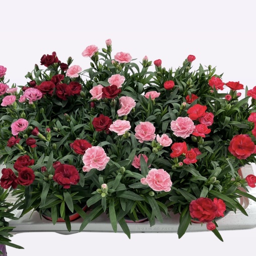 Floare terasă/balcon - Garofițe parfumate – Mix de 3 culori – 3 bucăți - Ghiveci - Aqua Flowers
