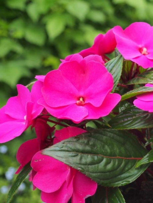Floare terasă/balcon - Impatiens (sporul casei)