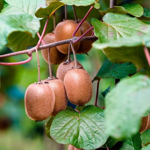 Kiwi autofertil – Solissimo – ghiveci 3L