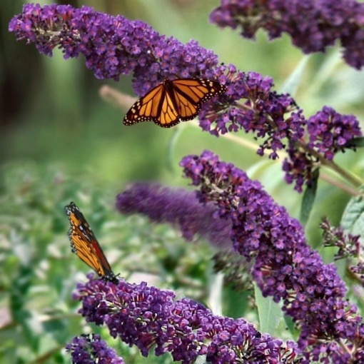 Liliac de Vara – Buddleja davidii Black Knight – Ghiveci P15 – Ghiveci - Aqua Flowers
