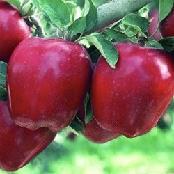 Măr Starkrimson - Bot de Iepure - Anul 2-3 - Înălţime la livrare 170-190 cm