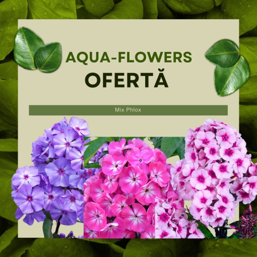 Phlox - Mix Brumrele – Pachet 3 rădăcini