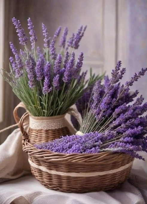 Plantă decorativă - Lavanda angustifolia 'Forever Blue' - Ghiveci 2L - Inaltime la livrare 30-40cm - Aqua Flowers