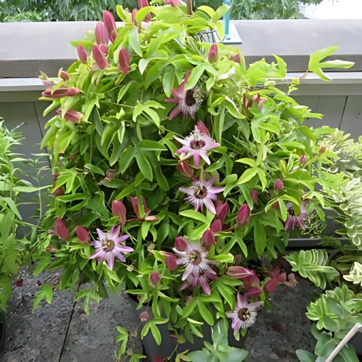 Plantă decorativă - Passiflora caerulea Purple Haze - ghiveci 2L - Aqua Flowers