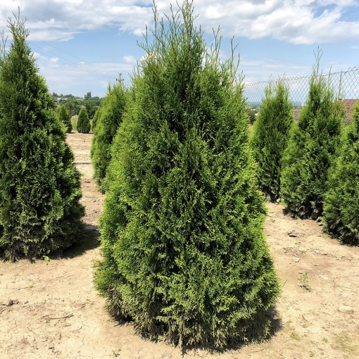 Thuja Smarag - Ghiveci 2L