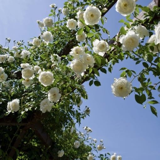 Trandafiri cățǎrători - Iceberg - Rădăcină Ambalată - Aqua Flowers