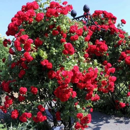 Trandafiri cățǎrători - Mushimara Red - Ghiveci 2L - Aqua Flowers