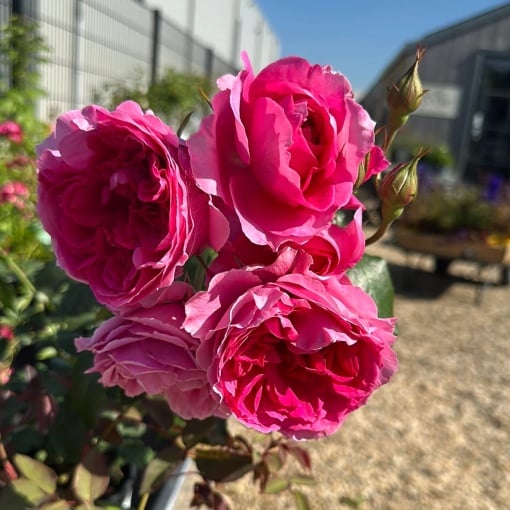 Trandafiri cățǎrători - Pink Cloud - Rădăcină Ambalată - Aqua Flowers