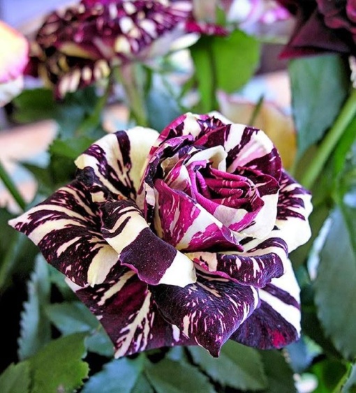 Trandafiri Floribunda Abracadabra - ghiveci 3L - Aqua Flowers