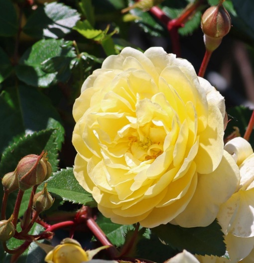 Trandafiri Floribunda - Lemon Siluette - Ghiveci 2L - Anul 3