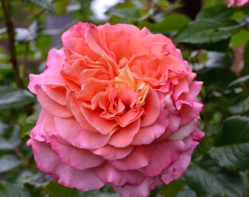 Trandafiri Pomisor - Augusta Louise - Ghiveci 5L - Anul 2 - înălțime 140-160 cm la livrare - Aqua Flowers (Copy 2)