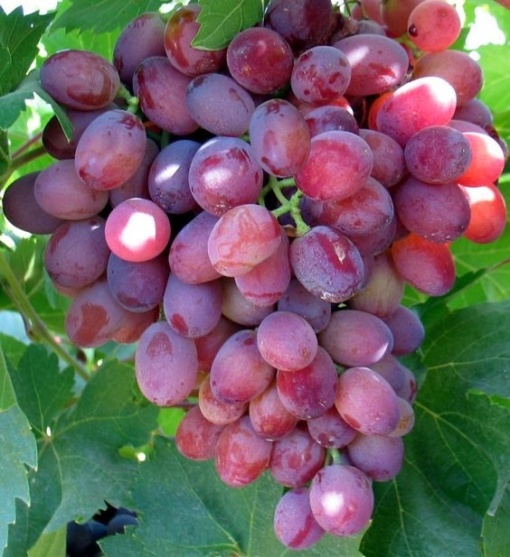 Vita de Vie - Crimson - Seedless - Fara samburi - Anul 2 - Ghiveci 2L - Aqua Flowers