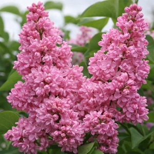 ⏰Precomanda | Livrare din 25.05 Liliac Dublu Roz Syringa - Ghiveci 2L