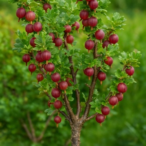 Agriș Roșu Pomișor Tulpină Înaltă - Rădăcină Ambalată