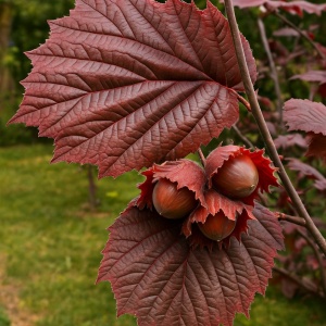 Alun roșu Zellernoot – Ghiveci P15 - Înălțime la livrare 50-60 cm