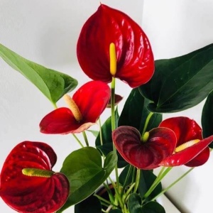 Anthurium Nevada Roșu – Ghiveci