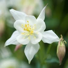 Aquilegia cu flori - Caldarusa - Alb - Ghiveci 2L - H 30-40 cm
