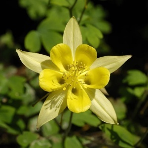 Aquilegia cu flori - Caldarusa - Galben - Ghiveci 2L - H 30-40 cm