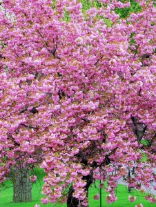 Arbore/arbust - Cireș Japonez (prunus serulata) - Aqua Flowers - Img 2