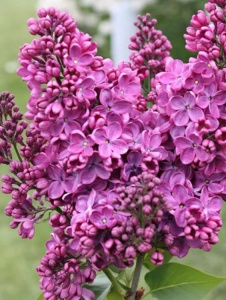 Arbore/arbust - Liliac (Syringa) - Ghiveci 2L - înălțime la livrare 70-90cm - Aqua Flowers - Img 2