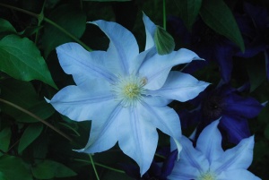 Arbust ornamental - Clematis - Blue Angel- Ghiveci 2L - Img 3