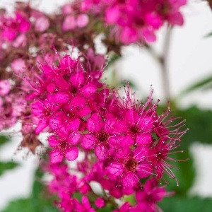 Arbust ornamental - Cununita - Spiraea japonica Dart’s Red - Ghiveci - Img 3
