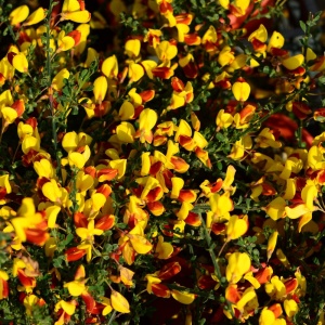 Arbust ornamental - Cytisus - La Coquette - ghiveci 1.5L - Img 2