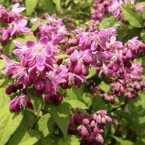 Arbust ornamental - Deutzia - Strawberry field - ghiveci 2l - Img 3