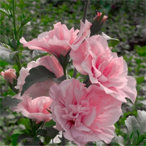 Arbust ornamental - Hibiscus Syriacus Dublu - Adonis