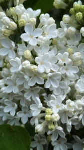Arbust ornamental - Liliac Monique Lemoine - ghiveci 2L - înălțime la livrare 70-90cm - Aqua Flowers - Img 1
